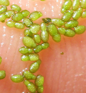 נחל אלכסנדר, 6-09-09, צילום: © שרה גולד